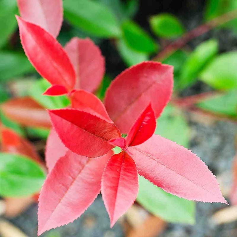 Photinia fraseri 'Red Robin' 60-80cm 10 Litre
