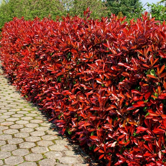 Photinia fraseri 'Red Robin' 60-80cm 10 Litre