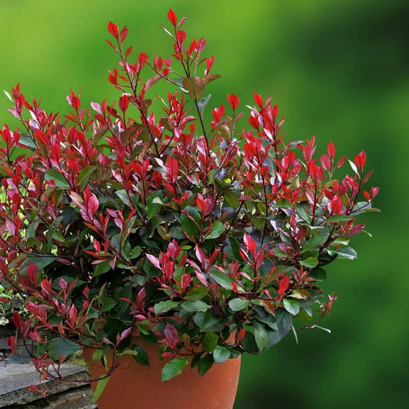 Photinia fraseri 'Little Red Robin' (2 Litre)