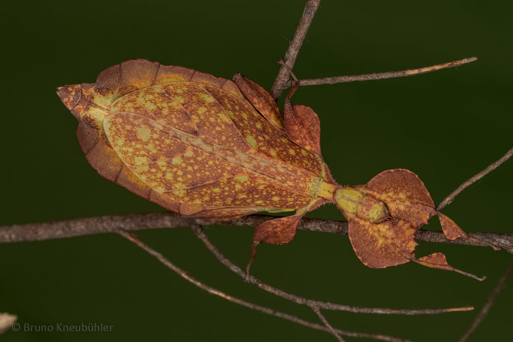 Leaf Insect (Phyllium letiranti “Tataba”)