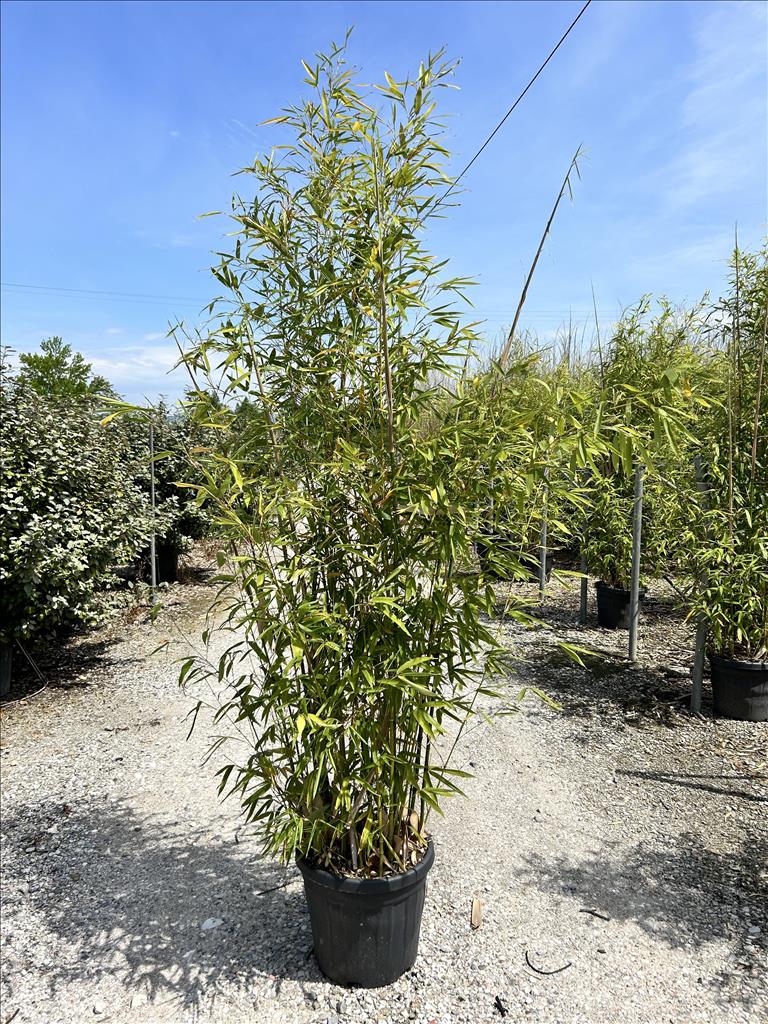 Phyllostachys Aurea 250-300cm Tall 30 Litre