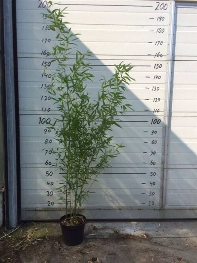 Phyllostachys Bissetii 125-150cm