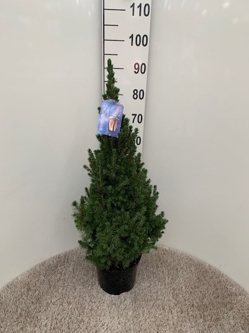 Picea glauca 'Conica' 60-70cm Tall 5 Litre