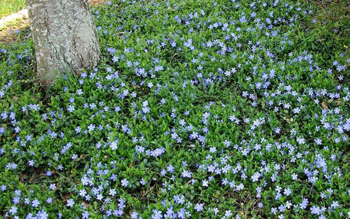 Greater Periwinkle – Vinca major