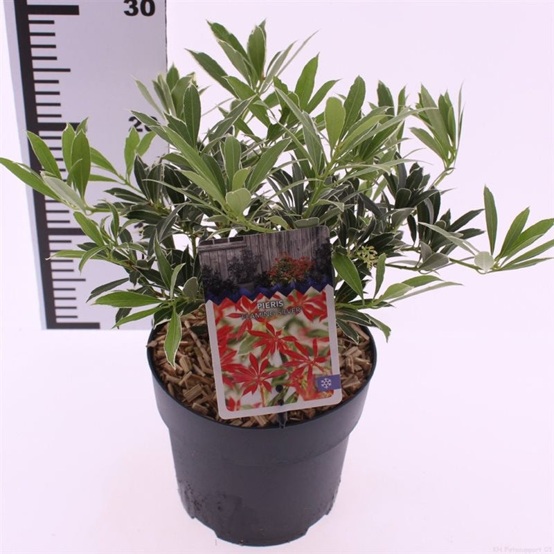Pieris 'Flaming Silver' 20-30cm Tall  2 Litre Pot