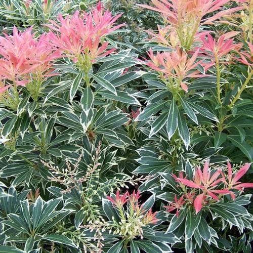 Pieris 'Flaming Silver' 20-30cm Tall  2 Litre Pot