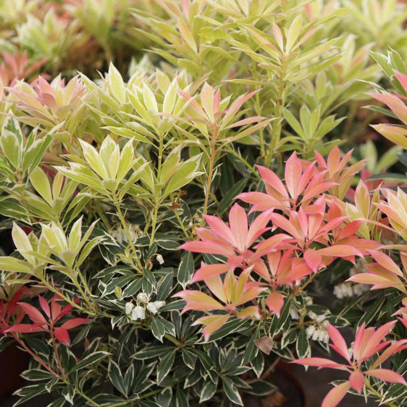 Pieris 'Flaming Silver' 20-30cm Tall  2 Litre Pot
