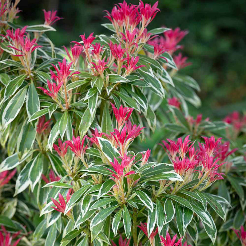 Pieris 'Flaming Silver' 20-30cm Tall  2 Litre Pot