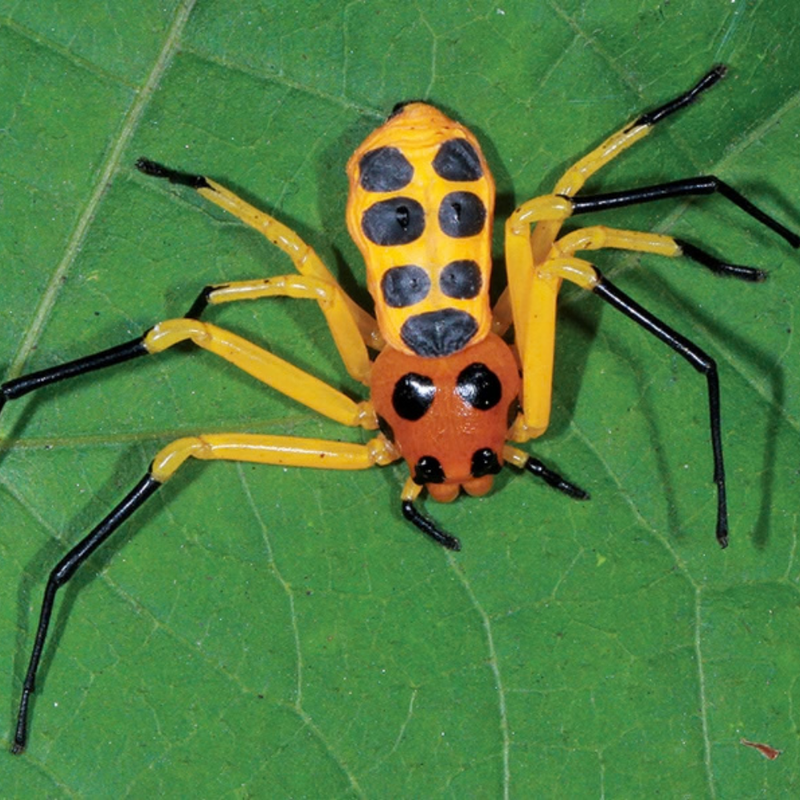 Pikachu Spider | Platythomisus octomaculatus