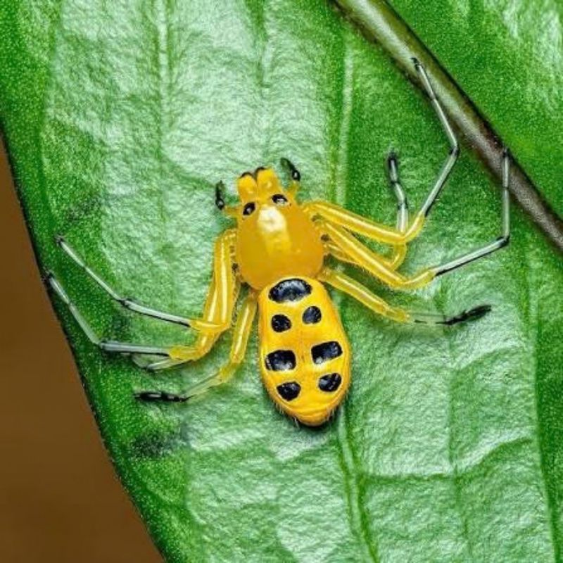 Pikachu Spider | Platythomisus octomaculatus