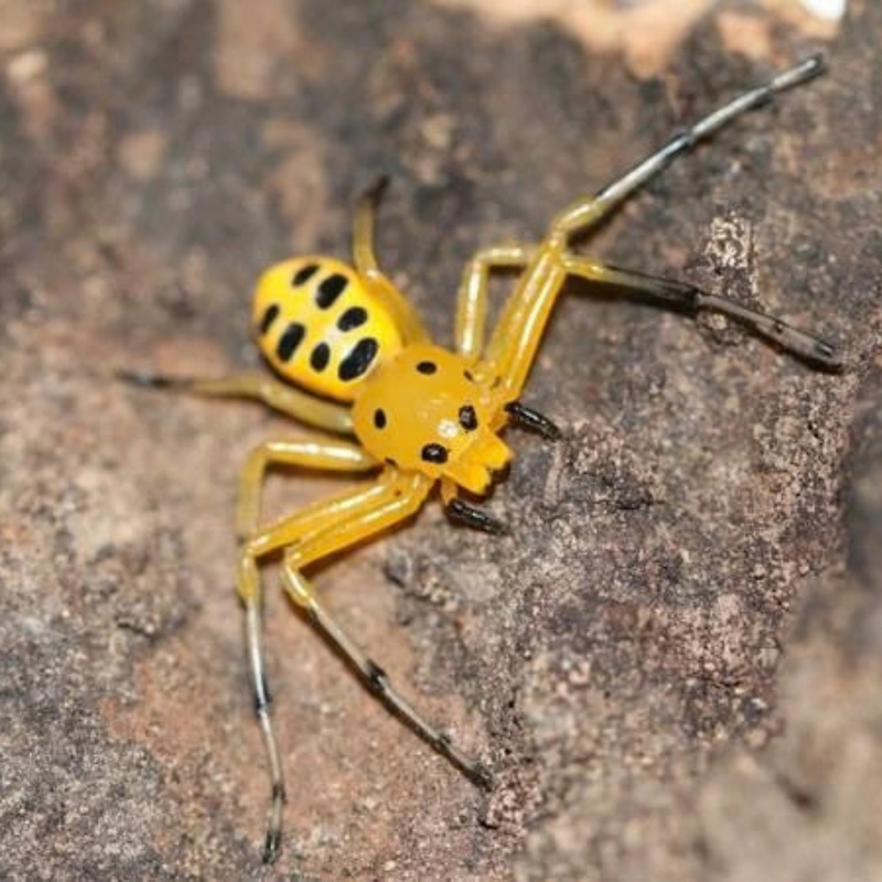 Pikachu Spider | Platythomisus octomaculatus
