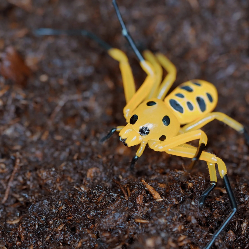 Pikachu Spider | Platythomisus octomaculatus