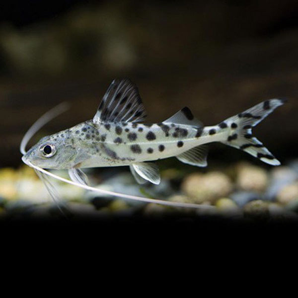 Pimelodella Pictus 2-3"
