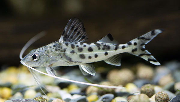 Pimelodella Pictus 2-3"