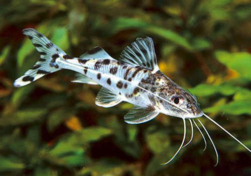 Pimelodella Pictus 2-3"