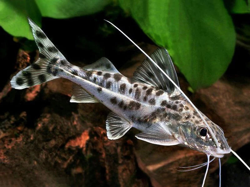Pimelodella Pictus 2-3"