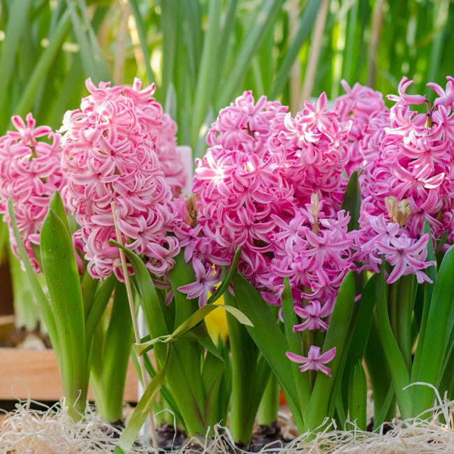 Hyacinth Pink 'Delft Bowl' Bulbs