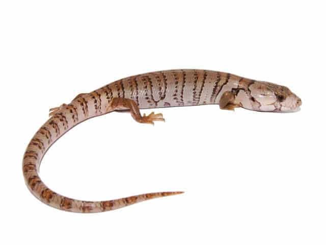 Pink-Tongued Skink (CB 2026) | Cyclodomorphus gerrardii