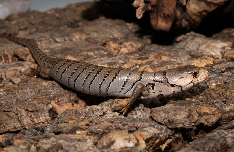 Pink-Tongued Skink (CB 2026) | Cyclodomorphus gerrardii