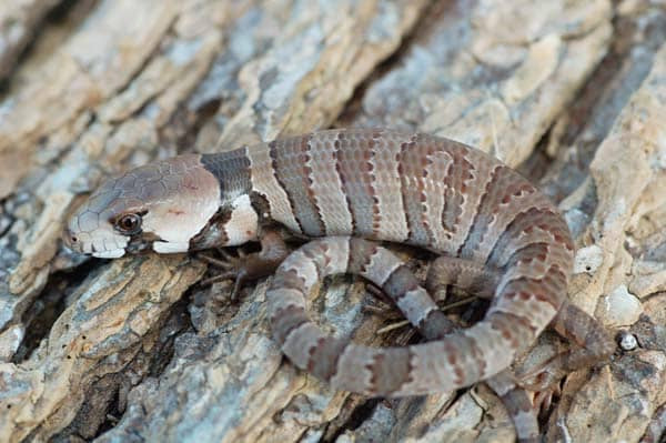 Pink-Tongued Skink (CB 2026) | Cyclodomorphus gerrardii