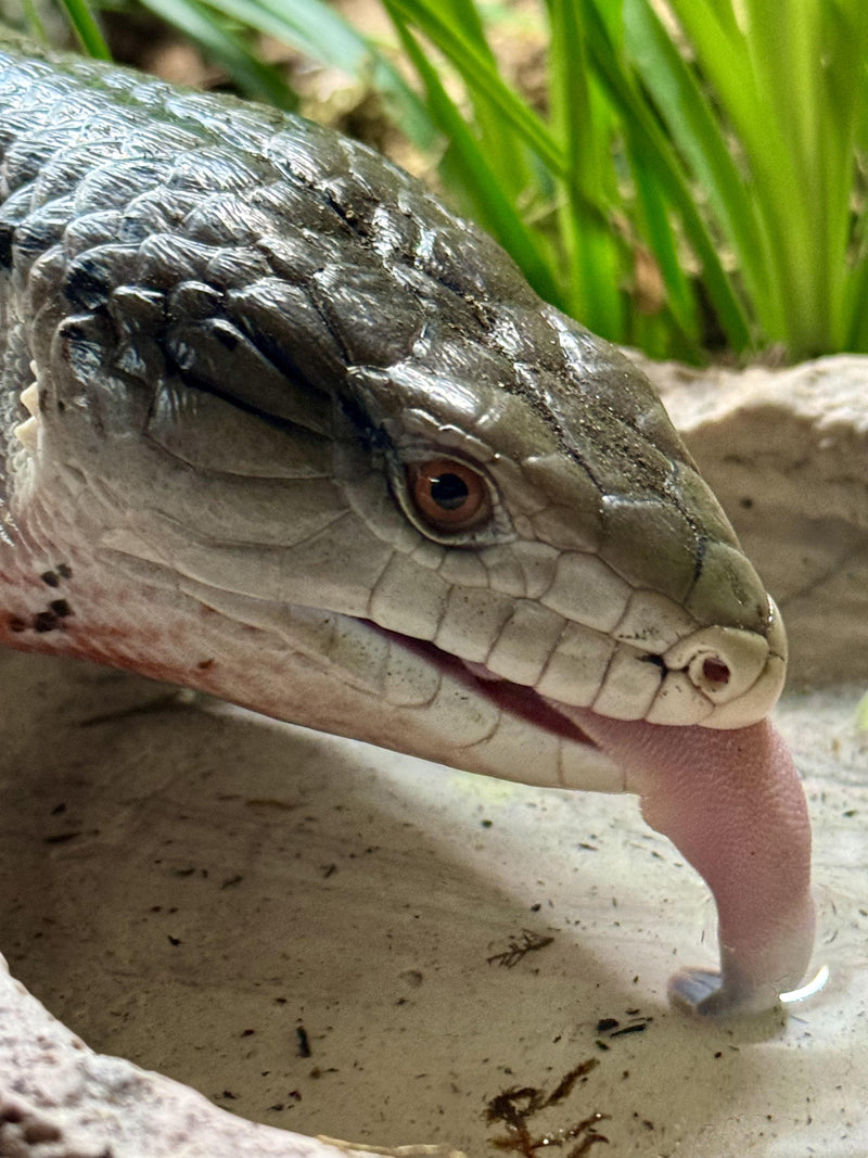 Pink-Tongued Skink (CB 2026) | Cyclodomorphus gerrardii