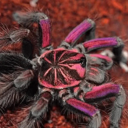Pink Bloom Tarantula | Pamphobeteus sp. platyomma med