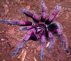 Pink Bloom Tarantula | Pamphobeteus sp. platyomma med