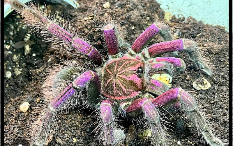 Pink Bloom Tarantula | Pamphobeteus sp. platyomma med