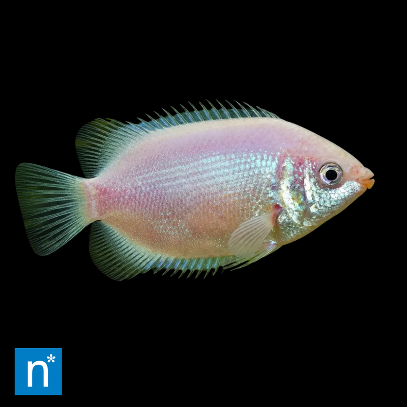 Pink Kissing Gourami | Helostoma temminckii