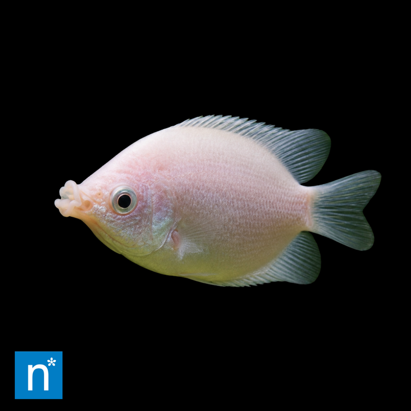 Pink Kissing Gourami | Helostoma temminckii
