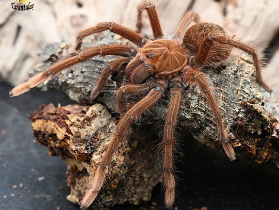 Pink foot goliath Birdeater Tarantula | Theraphosa apophysis