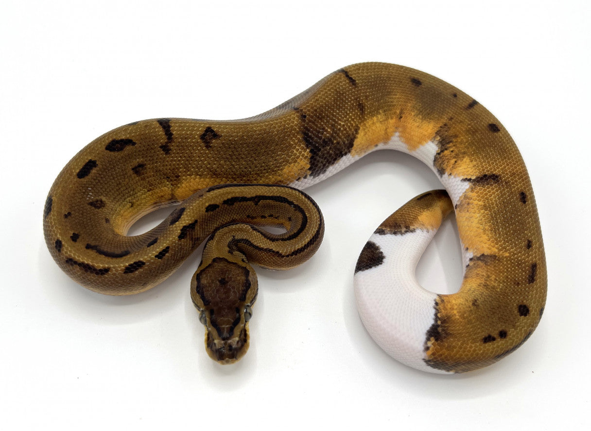 Pinstripe Pied Ball Python — Newlands Garden Centre
