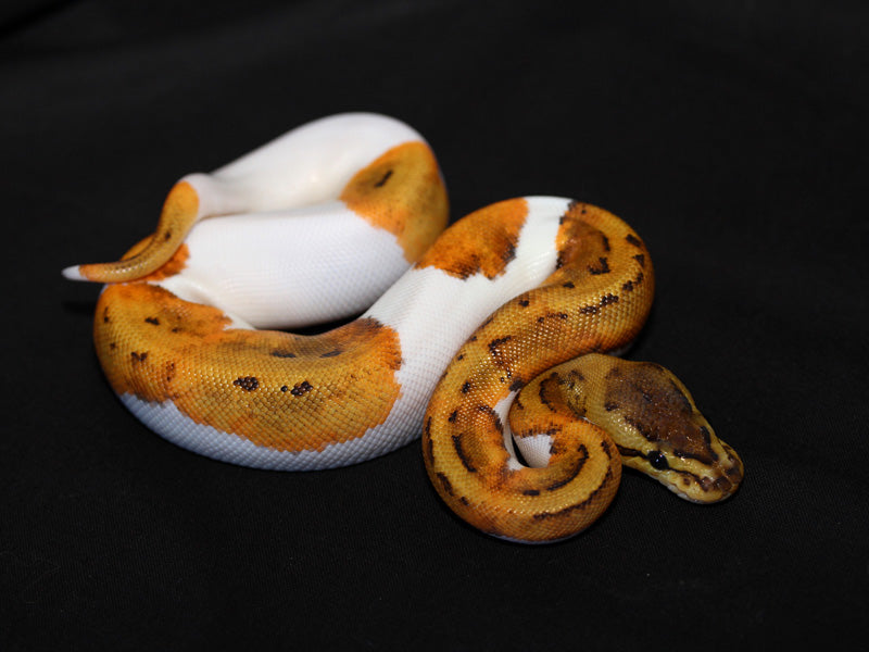 Pinstripe Pied Ball Python — Newlands Garden Centre