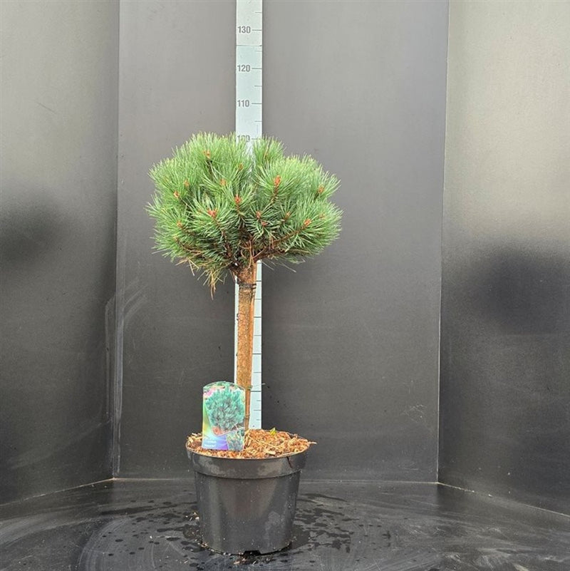 Pinus sylvestris 'Watereri' – Compact Scots Pine, 50cm Stem