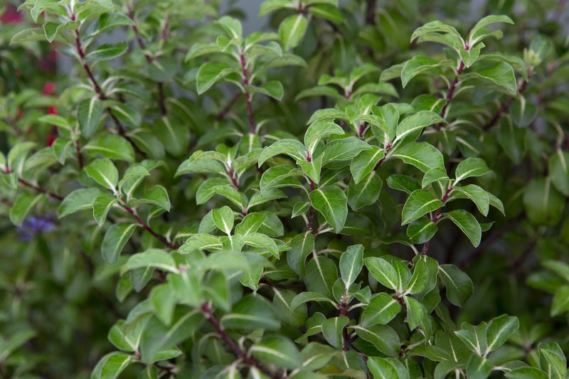 Pittosporum tenuifolium ‘Gold Star’
