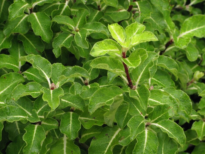 Pittosporum tenuifolium ‘Gold Star’