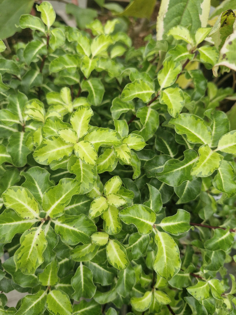 Pittosporum tenuifolium ‘Gold Star’