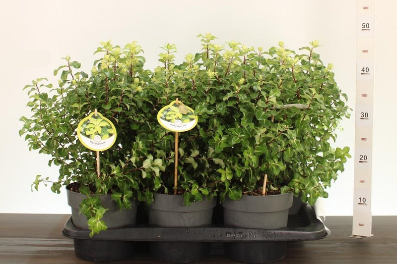 Pittosporum tenuifolium ‘Gold Star’