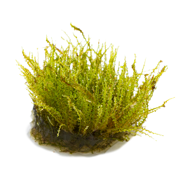 Plagiomnium sp. 'Thyme Moss' 1-2  Grow