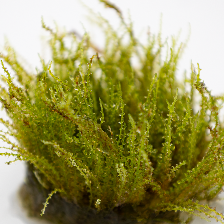 Plagiomnium sp. 'Thyme Moss' 1-2  Grow