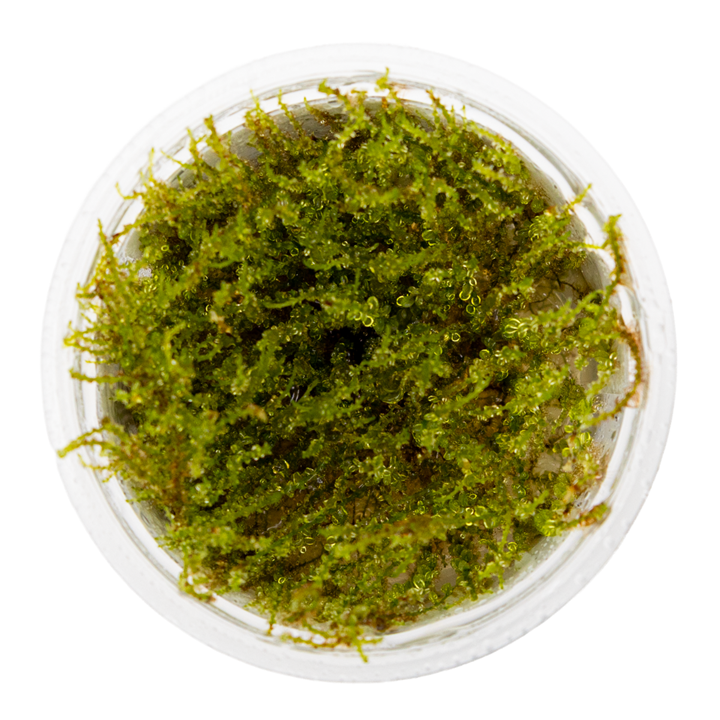 Plagiomnium sp. 'Thyme Moss' 1-2  Grow