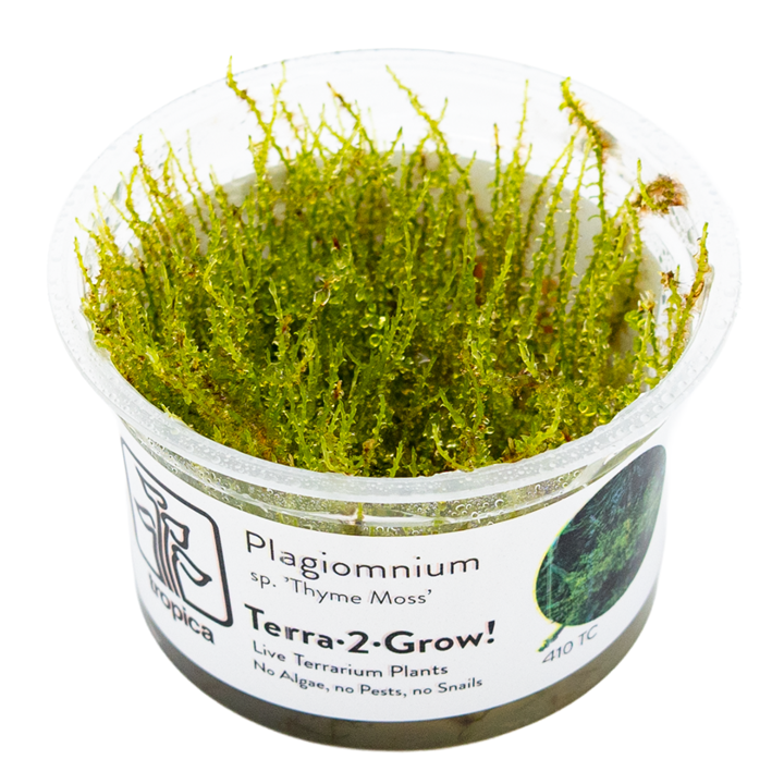 Plagiomnium sp. 'Thyme Moss' 1-2  Grow