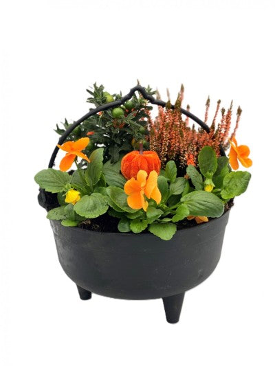 Planted Cauldron Black