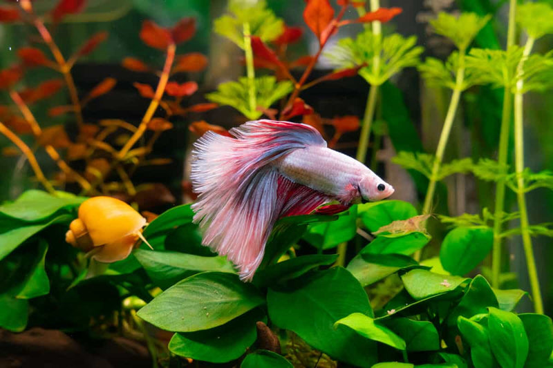 Betta Choice Silk Green & Red Plant (40cm)
