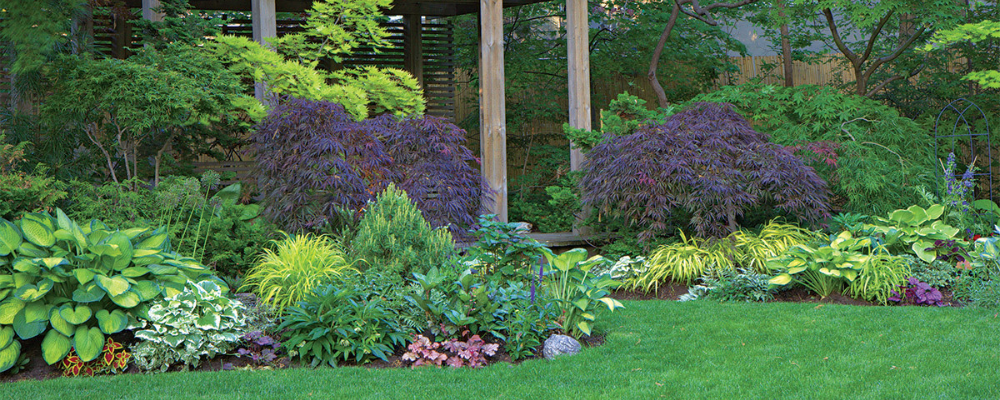 Plants For Shady Gardens