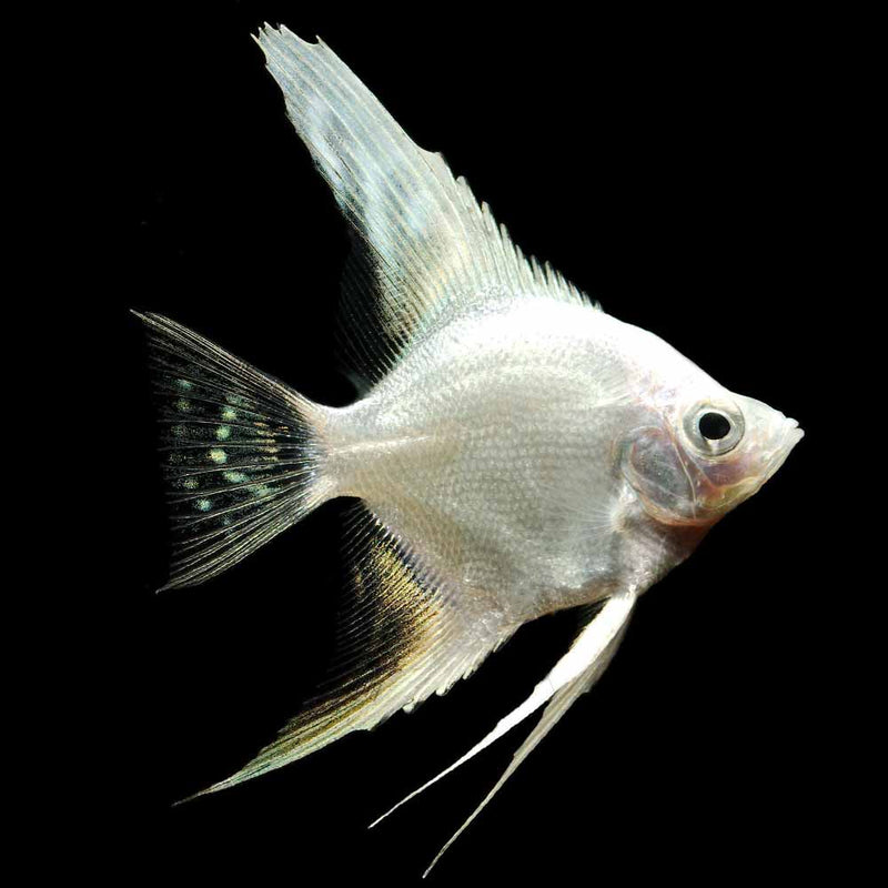 Platinum Angelfish (Large) | Pterophyllum scalare