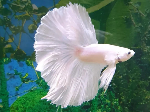 Platinum Half Moon Male Fighter Betta XL product image