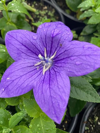 Platycodon Grandiflorus 'Astra Blue'