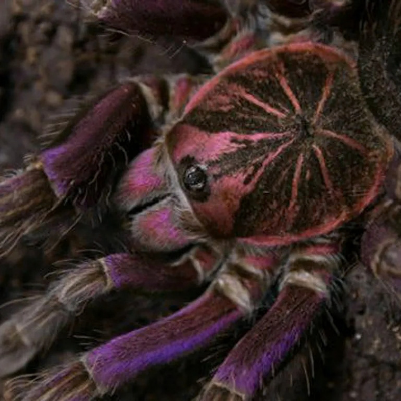 Platyomma Tarantula XL | Pamphobeteus sp. “Platyomma”
