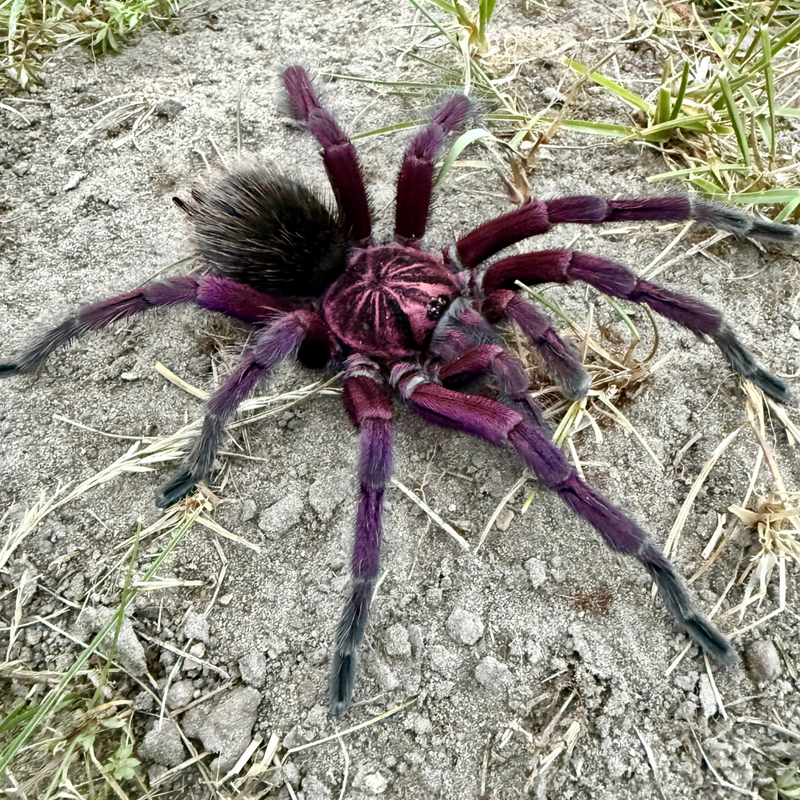 Platyomma Tarantula XL | Pamphobeteus sp. “Platyomma”